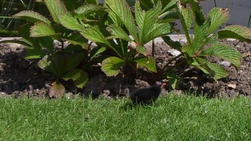 One Little Moorchick, Going For a Stroll